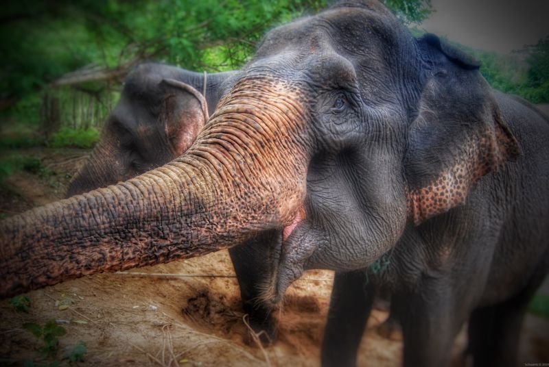 elephant